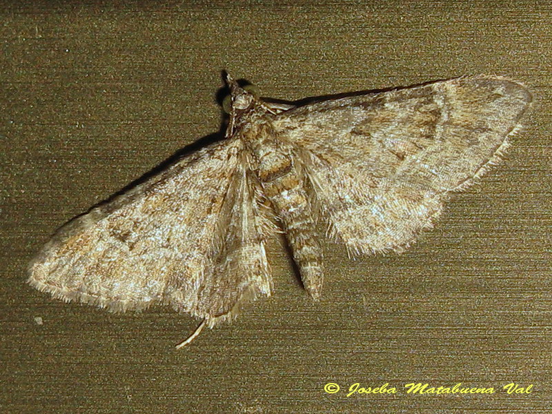 Eupithecia sp. (Geometridae) 5 - Gymnoscelis rufifasciata